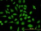 HNRNP-E2 / PCBP2 Antibody (clone 5F12)
