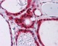 HNRNP-E2 / PCBP2 Antibody (clone 5F12)