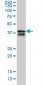 HNRNP-E2 / PCBP2 Antibody (clone 5F12)
