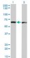 PTBP1 Antibody (clone 3H8)