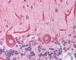 BCAP31 / BAP31 Antibody (C-Terminus)