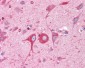 BCAP31 / BAP31 Antibody (C-Terminus)