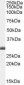 BCAP31 / BAP31 Antibody (C-Terminus)