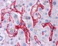 CD32B Antibody (C-Terminus)