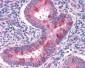 Hamartin / TSC1 Antibody (C-Terminus)