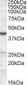 ABHD5 Antibody (Internal)