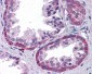 KPNA6 Antibody (Internal)