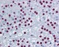 SF1 Antibody (clone 2E12)