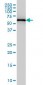 FARSB Antibody (clone 2F11)