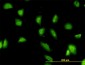 G3BP1 / G3BP Antibody (clone 2F3)