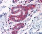 G3BP1 / G3BP Antibody (clone 2F3)