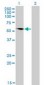 G3BP1 / G3BP Antibody (clone 2F3)