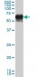 G3BP1 / G3BP Antibody (clone 2F3)