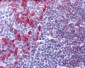 CD79A Antibody (clone HM57)