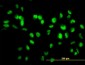 SIRT1 / Sirtuin 1 Antibody (clone 7B7)