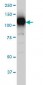 SIRT1 / Sirtuin 1 Antibody (clone 7B7)