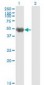 KRT20 / CK20 / Cytokeratin 20 Antibody (clone 2G3-1C8)