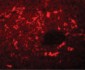 SQSTM1 Antibody (C-Terminus)