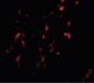 BCAS1 / NABC1 Antibody (C-Terminus)