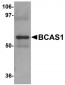 BCAS1 / NABC1 Antibody (C-Terminus)