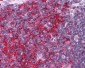 EFHD2 Antibody (N-Terminus)