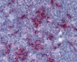 TLR8 Antibody (N-Terminus)