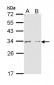 ARG1 / Arginase 1 Antibody