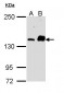 CARMA1 / CARD11 Antibody