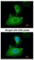 GPX1 / Glutathione Peroxidase Antibody