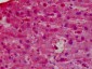 GPX1 / Glutathione Peroxidase Antibody