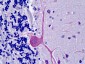 OSBPL1A / ORP1 Antibody (C-Terminus)