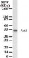 AKT3 Antibody (aa119-136)