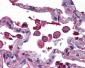 TLR7 Antibody (aa465-483)