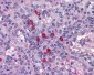 TLR7 Antibody (aa465-483)