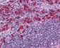 TLR7 Antibody (aa465-483)