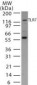 TLR7 Antibody (aa465-483)