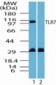 TLR7 Antibody (aa900-950)