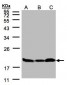 STMN1 / Stathmin / LAG Antibody