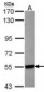 CYP26B1 Antibody