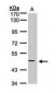 TNFRSF25 / DR3 Antibody