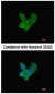 Complement C9 Antibody