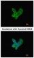 Complement C9 Antibody