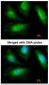 ACTN2 Antibody