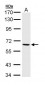 PAK1 Antibody