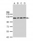 IDE Antibody