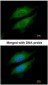 Dipeptidylpeptidase 8 / DPP8 Antibody