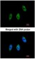 ELP3 Antibody