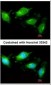 TLR3 Antibody