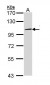 TLR3 Antibody