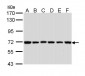 BIRC3 / cIAP2 Antibody